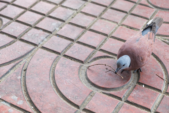 Pigeon carry twig on path