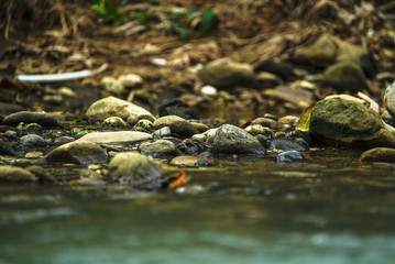 Fototapeta na wymiar rounded stones in rivers