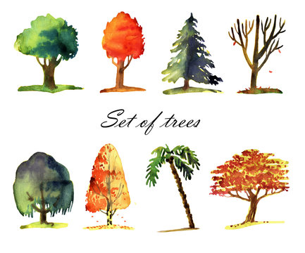 Watercolor illustration of trees