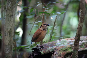 Giant Pitta (Hydrornis caeruleus) in Sabah, Borneo, Malaysia
