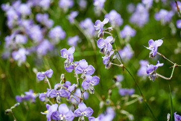 Purple flowers field (Murdannia giganteum), Soft focus