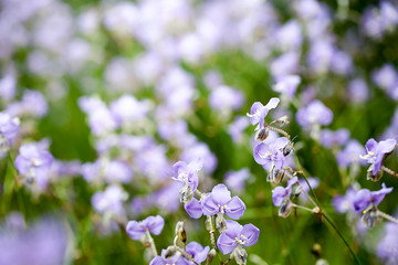 Purple flowers field (Murdannia giganteum), Soft focus