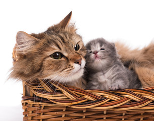 Cute siberian cat