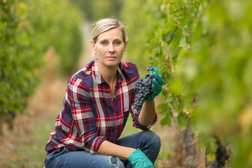 winegrower woman harvesting