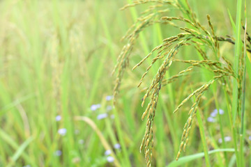 Fototapeta na wymiar Close up of green paddy rice in field. soft focus