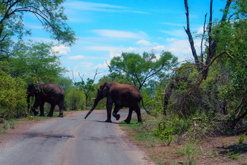Naklejka na ściany i meble Elephants on the walk,Zimbabwe