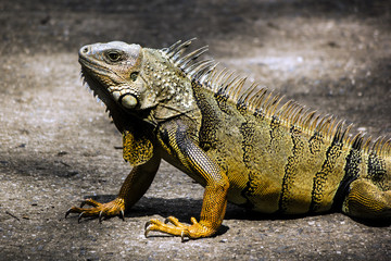 Iguana