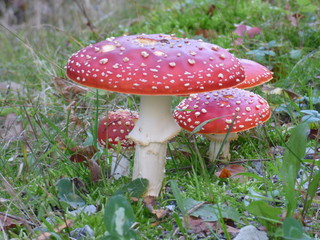 Champignon amanite tue mouches 
