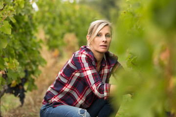 winegrower woman harvesting