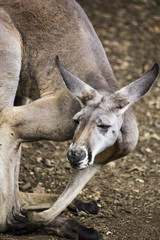 kangaroo