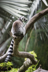 lemur © sebastian