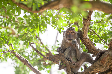 Monkey on tree