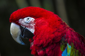 red parrot