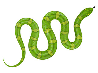 Green snake vector illustration. Isolated serpent on white background