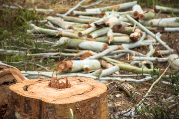 Carpenter cut Eucalyptus tree trunks.