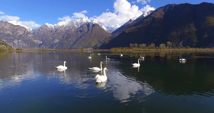 Aerial 4k - Riserva Naturale di Pian di Spagna - Lago di Novate Mezzola - Cigni 