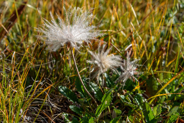 flower white fluffy Dryad