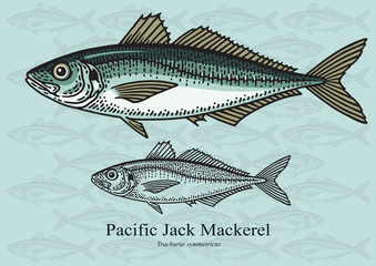 Pacific Jack Mackerel. Vector illustration for artwork in small sizes. Suitable for graphic and packaging design, educational examples, web, etc.
