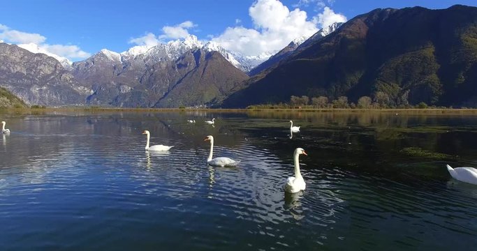Aerial 4k - Riserva Naturale di Pian di Spagna - Lago di Novate Mezzola - Cigni 