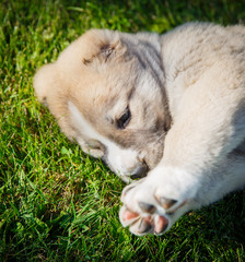 Puppy lying on the grass, face closeup