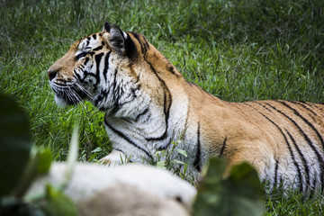tiger