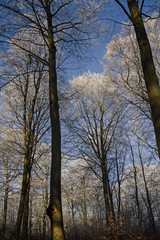 Frost und Reif an Bäumen