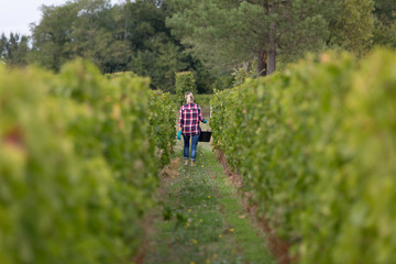 winegrower woman harvesting