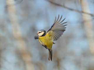Flying Blue Tit