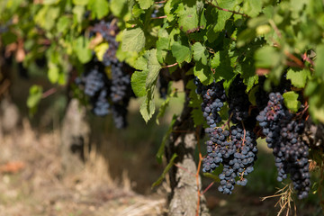 grapes