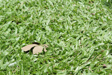 Dry leaf on green grass.