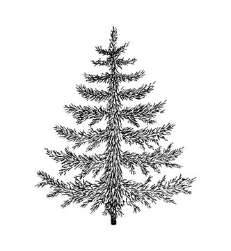 Hand drawn evergreen tree without decorations. Sketch spruce, fir, fur, pine. Vector illustration for vintage card.
