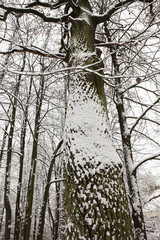 Fresh snow texture on a tree trunk in winter landscape.