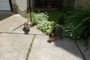 Two having love cats.
