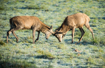 Red Deer stags fighting during the seasonal winter rut