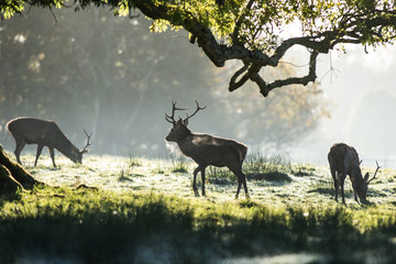 Red deer grazing  in a field on a cold frosty winter morning