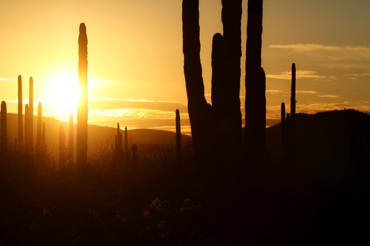 Sonnenuntergang in der Baja California Wüste