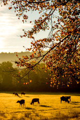 Autumn sunset, a tree and behind cows in the countryside