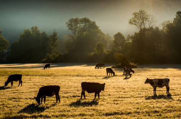 Autumn sunset, behind cows in the countryside
