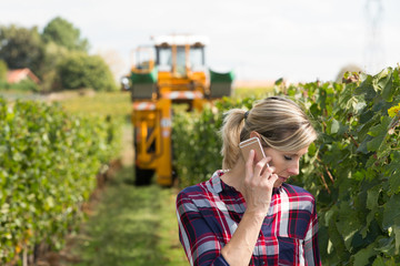 Fototapeta premium female wine grower and harvester