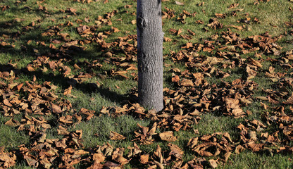 Obraz premium Brown brittle leaves fallen on green grass surrounding bottom of a tree trunk
