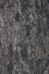 the background of weathered painted wood