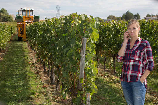 female wine grower and harvester
