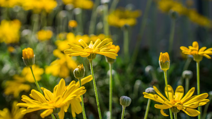 garden of yellow chrysanthemum