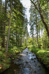 Pommerbach; Bayerischer Wald, Sommer