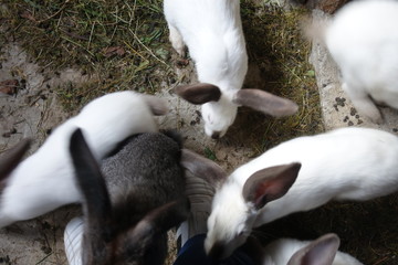 Fototapeta premium Rabbits