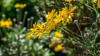 yellow chrysanthemums