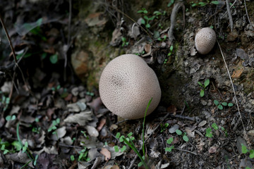Lycoperdon perlatum o pedo de lobo