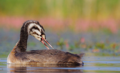 Great Crested Grebe - Podiceps cristatus