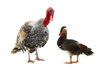 turkey