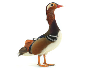 male mandarin duck